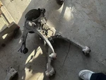 (local Pickup Only) Driver Left Front Knee Fits 07-14 Escalade 2028888 Used. Price: $142.40.